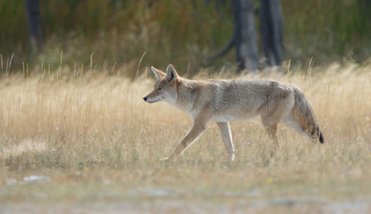 Coyote