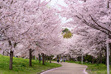 山田池公園　桜並木
