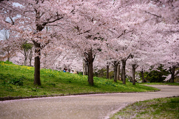 山田池公園　桜並木