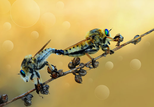 roberfly
