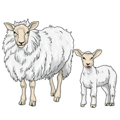 Sheep and Lamb, Vector Illustration On White Background