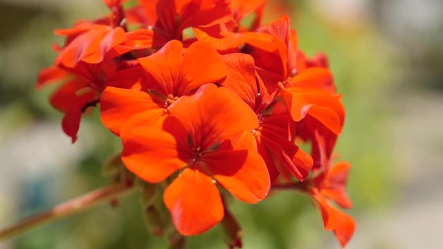 Red Geranium tiny flower blossom in the garden shallow DOF 4K 2160p 30fps UltraHD footage - Cranesbills beautiful plant in natural environment close-up 3840X2160 UHD video