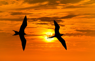 Fototapeta premium Birds Silhouettes Flying