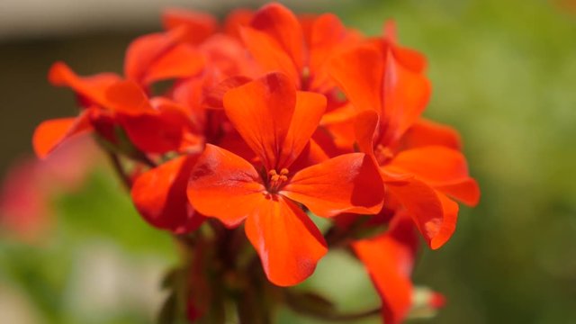 Tiny red Geranium flower blossom in the garden shallow DOF 4K 2160p 30fps UltraHD footage - Close-up Cranesbills beautiful plant in natural environment 3840X2160 UHD video 