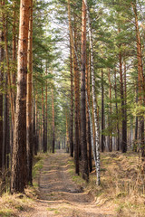 pine forest spring path