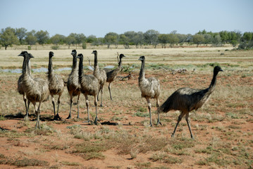  Emus in the far west of New South Wales Australia.