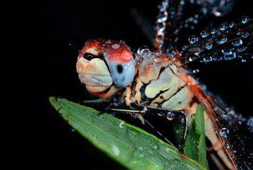 DRAGONFLY