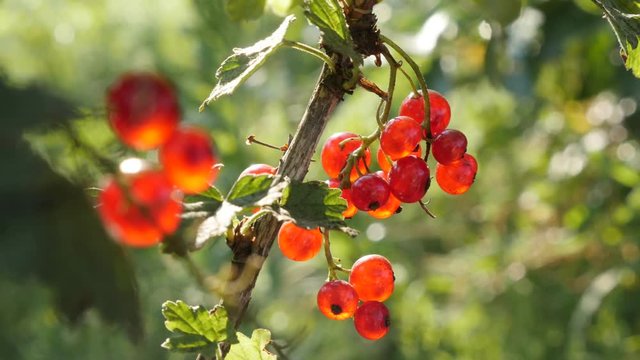 Ribes rubrum healthy red berries on the plant close-up 4K 2160p 30fps UltraHD footage - The redcurrant deciduous shrub fruit natural shallow DOF 3840X2160 UHD video 