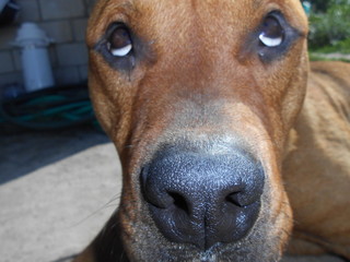 Питбультерьер