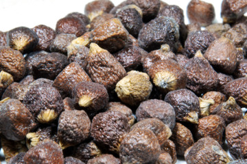 Grains of paradise (Aframomum melegueta)
