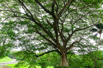 big tree trunk and tree branch in park