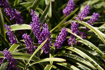 フイリヤブラン02