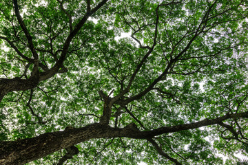 big tree trunk and tree branch in park