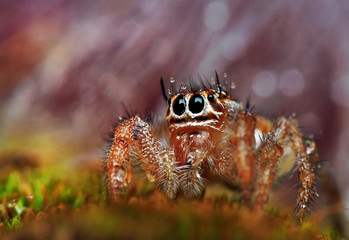 Spider