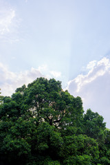 Obraz premium 木に隠れた太陽