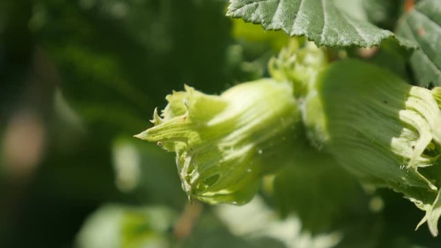 First green hazelnut organic fruit and leaves on the tree close-up 4K 2160p 30fps UltraHD footage - Ripe product of Corylus avellana cobnut food plant 3840X2160 UHD video 
