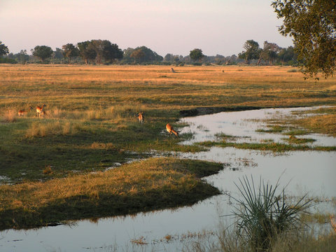 Moremi Wildlife Reserve, Botswans