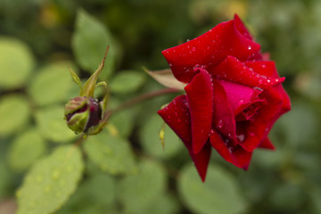 Red roses after rain.