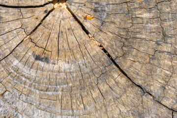 Fototapeta premium inside brown log wood texture surface background