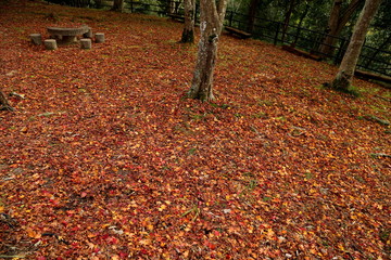笠置山もみじ公園