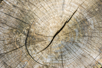 inside brown log wood texture surface background