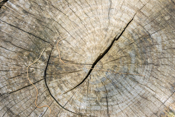 inside brown log wood texture surface background