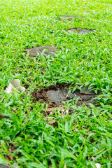 garden decorative tile in tree stumps, spread out in the grass