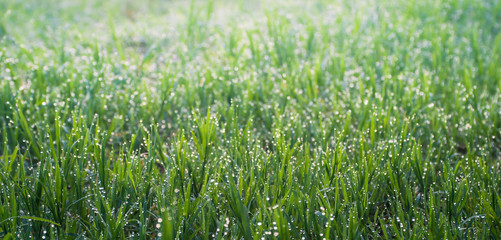Morning dew on glass leaves