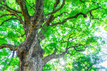 Fototapeta premium Forest trees