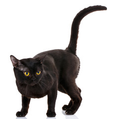 Bombay black cat on a white background