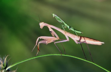 Mantis