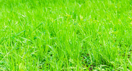 Fresh spring green grass