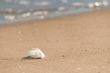 Feder am Strand