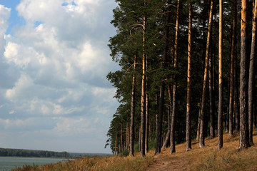 Лес на берегу пруда © oksanapushina