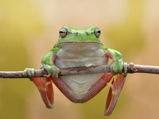Treefrog
