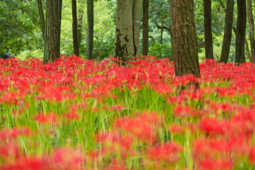 曼珠沙華