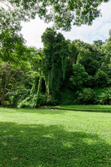 green lawn landscape with tree shadow in park