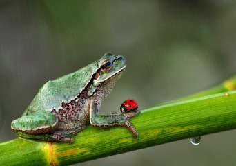 Treefrog