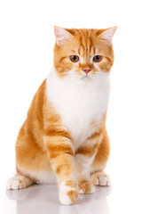 Scottish straight cat sits on a white background