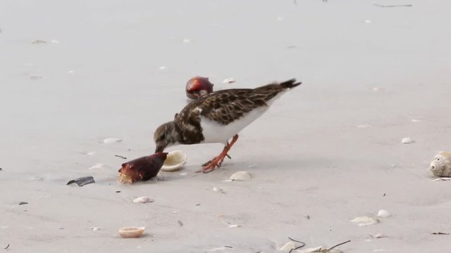 Ruddy Turnstone (Arenaria interpres) feeding on a seashell on a Gulf Coast beach.