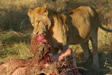 Lion with Prey