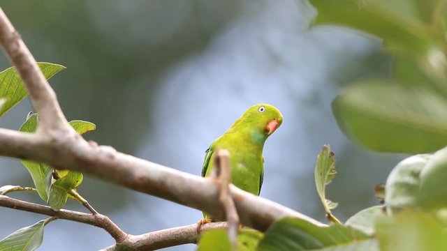 Vernal Hanging Parrot eating Guava fruit
