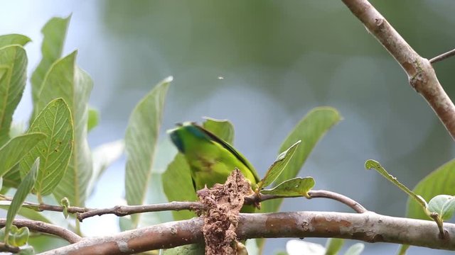 Vernal Hanging Parrot eating Guava fruit
