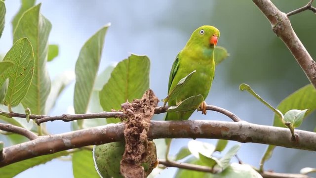 Vernal Hanging Parrot eating Guava fruit
