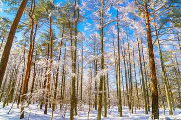Road in winter , Japan