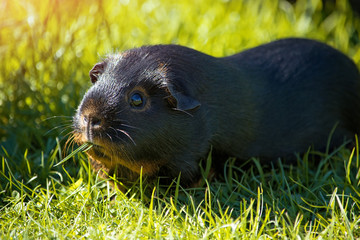 Meerschweinchen im Gras