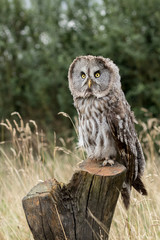 Great grey owl perched on a log with golden grass and green foliage hedge in the background.