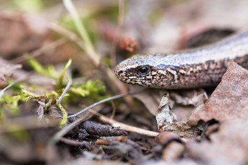 Slow Worm or Blind Worm, Anguis fragilis