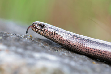 Slow Worm or Blind Worm, Anguis fragilis