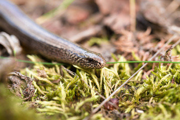 Slow Worm or Blind Worm, Anguis fragilis
